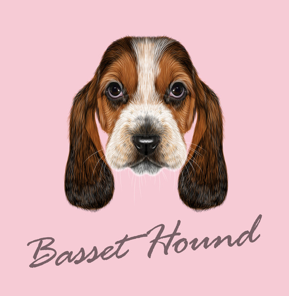 Basset Hound perro
. - Vector, Imagen