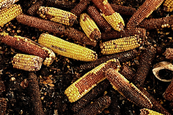 Maïskolven gemalen als diervoeder. Afval van het einde van maïs beschietingen proces - Foto, afbeelding