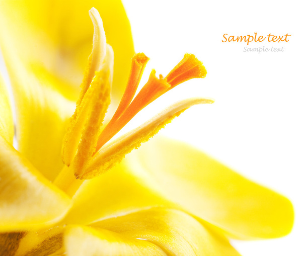 krokus kwiat - Zdjęcie, obraz