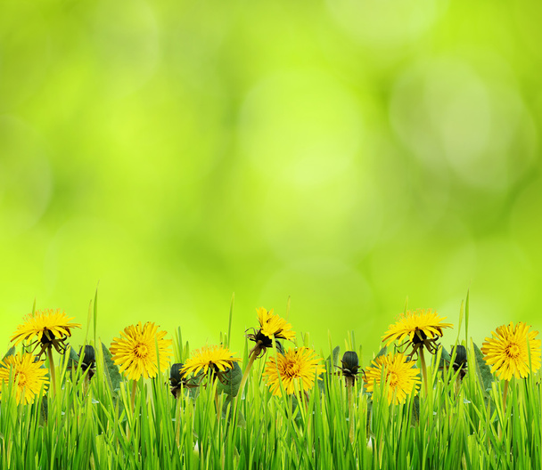 Green grass and dandelion flowers for background - Photo, Image