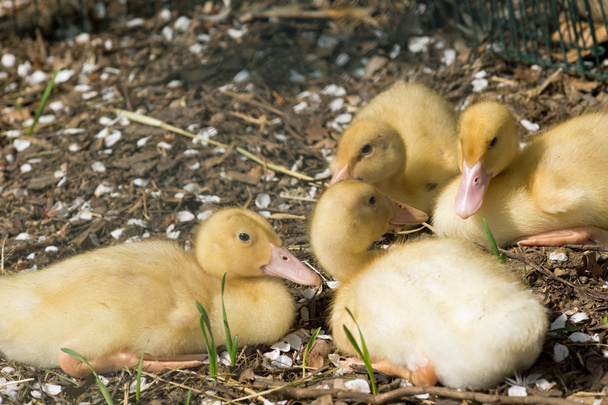 Young duck. Little yellow duckling - Photo, Image
