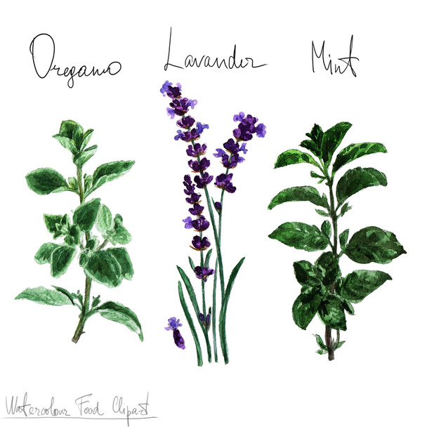 Watercolor Food Clipart - Herbs - Photo, Image