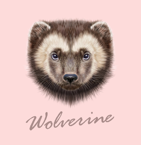 Animali Wolverine. Ritratto illustrato vettoriale
 - Vettoriali, immagini