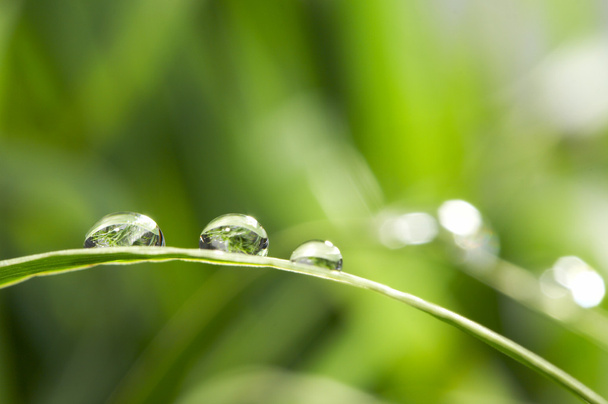 Drops with green grass - Фото, зображення
