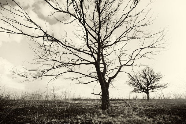 Des arbres morts solitaires. Art nature
. - Photo, image