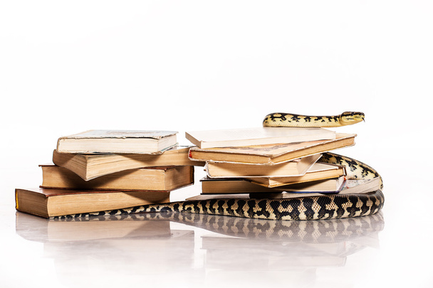 本とクールな蛇 - 写真・画像