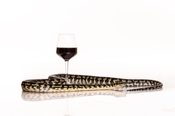 piękny wąż przytulanie kieliszek wina na białym tle - Zdjęcie, obraz
