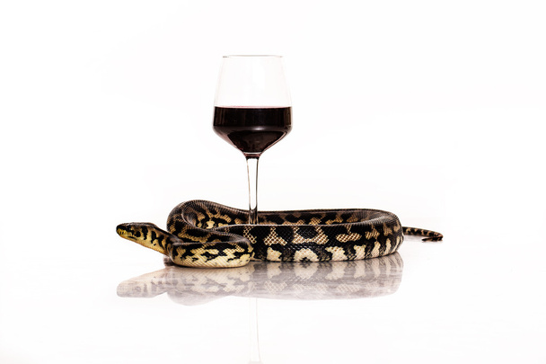 bel serpente che abbraccia un bicchiere di vino su uno sfondo bianco
 - Foto, immagini