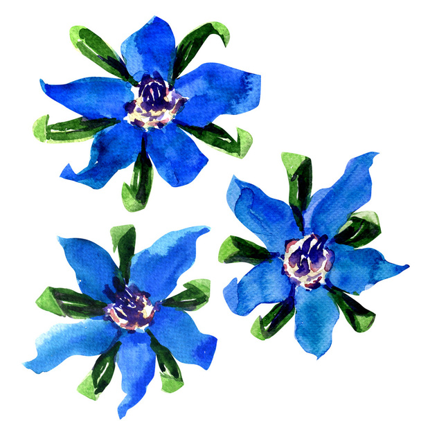 Świeży olej z ogórecznika niebieski kwiaty, starflower, na białym tle - Zdjęcie, obraz