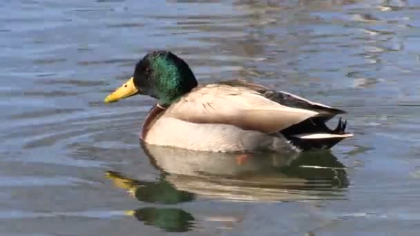 Drake Mallard sur le lac
 - Séquence, vidéo