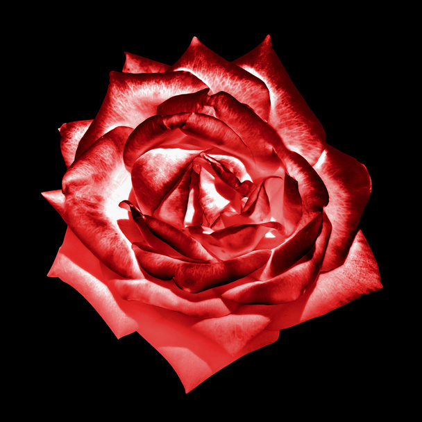 Surrealistické tmavě červená chrome řízení růže květ makro izolované na černém pozadí - Fotografie, Obrázek