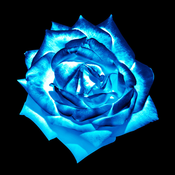 Surréaliste bleu chrome foncé tendre fleur de rose macro isolé sur noir
 - Photo, image