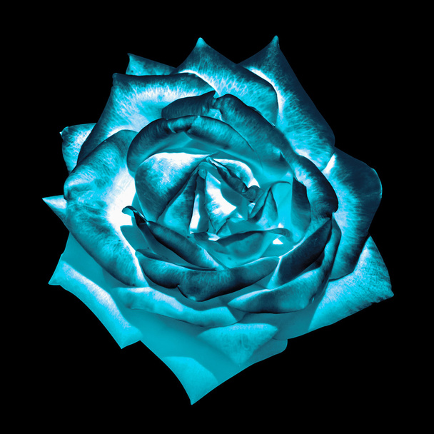 Surreal dark chrome cyan tender rose flower macro isolated on black - Photo, Image