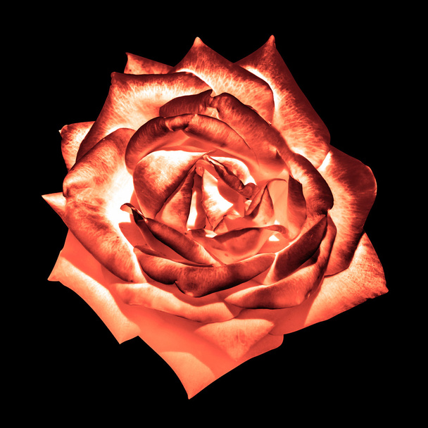 Surréaliste foncé chrome crème orange tendre fleur rose macro isolé sur noir
 - Photo, image