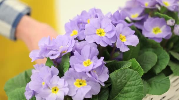jardín primavera concepto, mujer florista mano toque flores de prímulas púrpuras
 - Imágenes, Vídeo