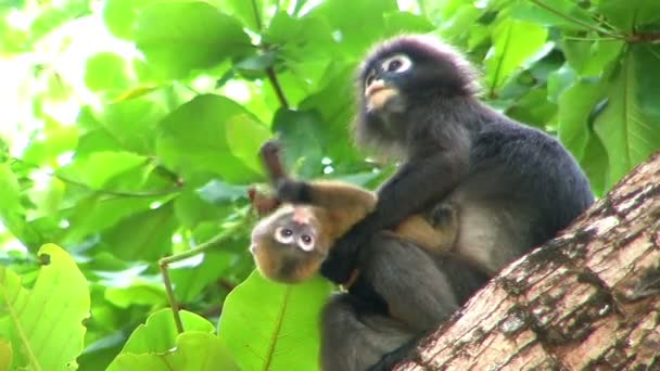 Macaco em trópicos com filhote
. - Filmagem, Vídeo
