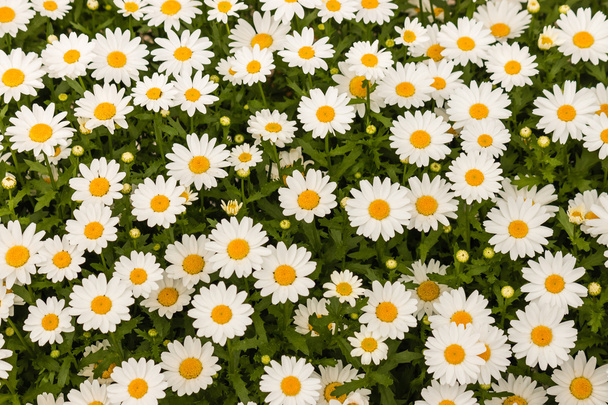 oxeye-madeliefjes achtergrond - Foto, afbeelding