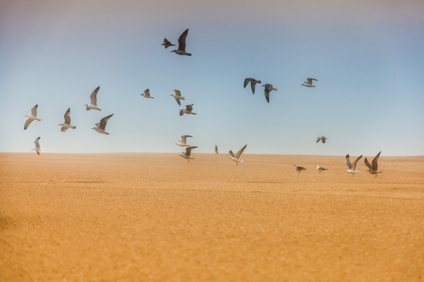 gulls flying from beach sand beach background - Photo, Image