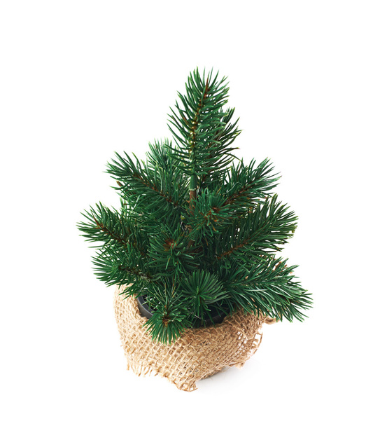 Small artificial Christmas tree isolated - Foto, afbeelding