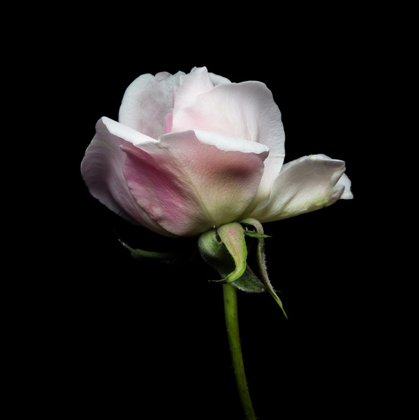 Close up of a white Rose on black background. - 写真・画像