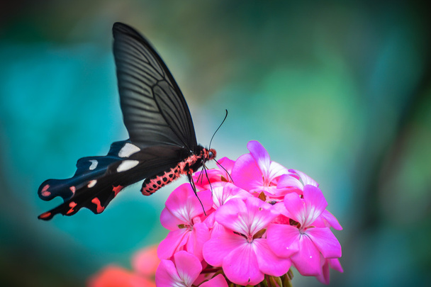 Farfalla con fiore di magenta
 - Foto, immagini
