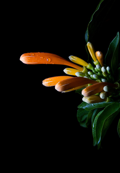 Помаранчева труба, Полум'я квітка, Вогнепальна лоза на чорному фоні
 - Фото, зображення