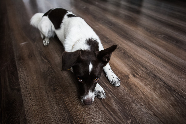 roztomilý pes ležící na podlaze, při pohledu na vás - Fotografie, Obrázek