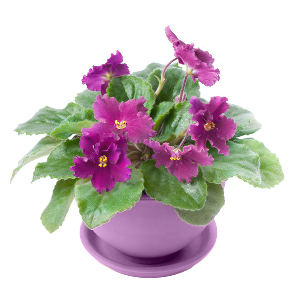 Violettes violettes
 - Photo, image