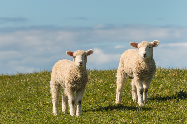 dos corderos de pie en el prado
 - Foto, Imagen