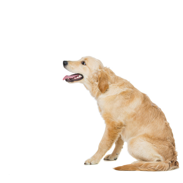 Young beautiul golden retriever dog - Foto, Imagem