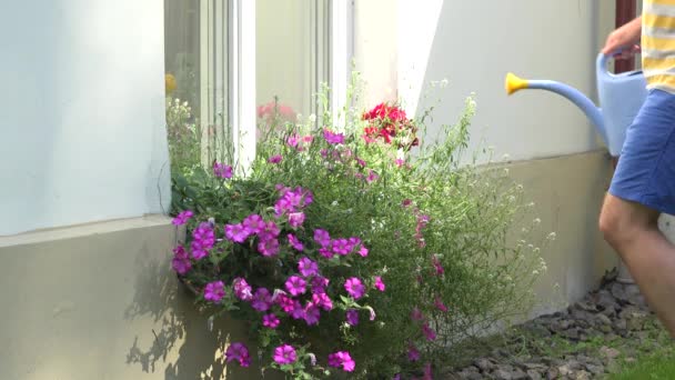 χέρι πότισμα Άνθος λουλούδι, σε γλάστρα που κρέμονται σε windowsill. 4k - Πλάνα, βίντεο