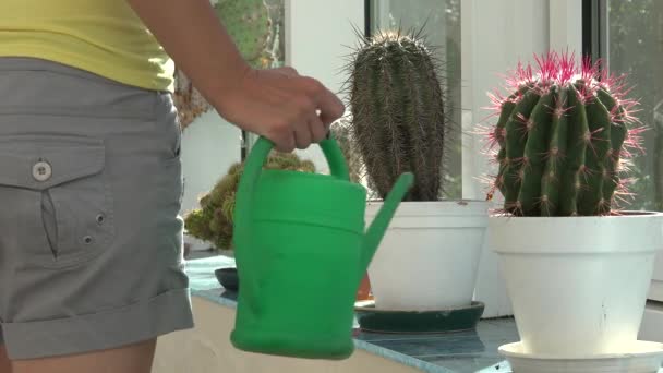 Weibchen gießen dekorativen Kaktus im Topf Fensterbank drinnen. 4k - Filmmaterial, Video