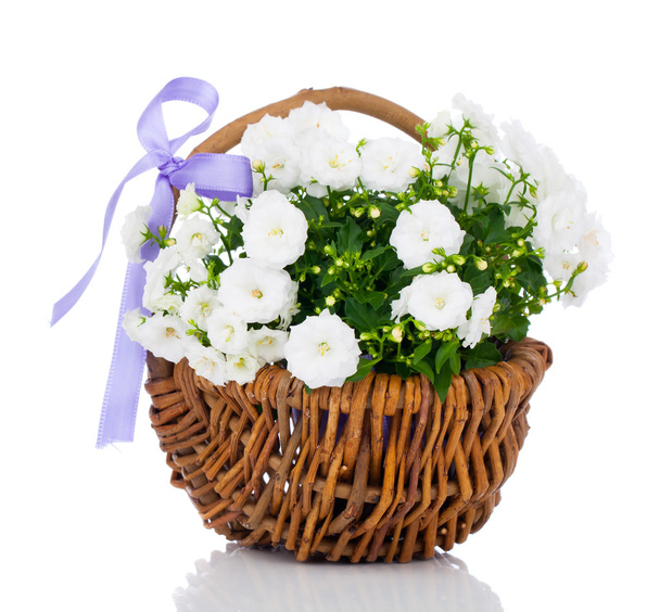 white Campanula terry flowers in the wicker basket, isolated on  - Fotó, kép