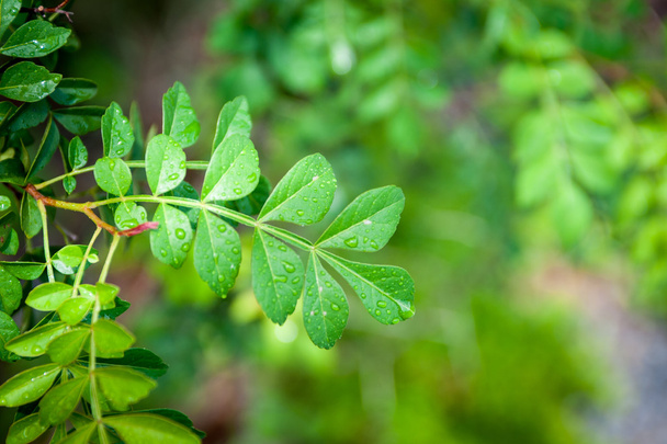 Green leaves texture background macro - Foto, Bild