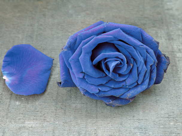 Rosa blu antico sul tavolo di legno
 - Foto, immagini
