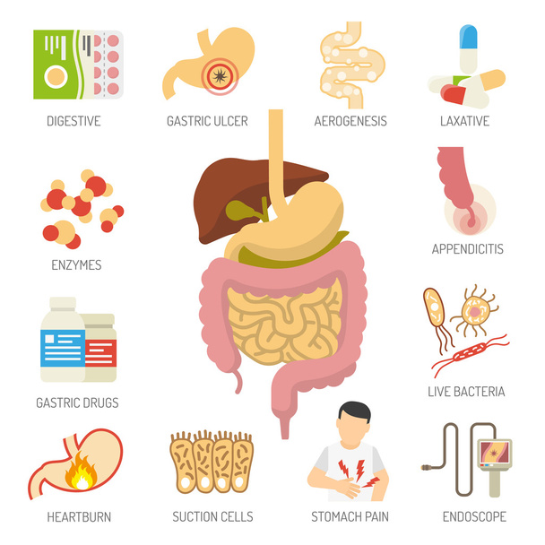 Conjunto de ícones do sistema digestivo
 - Vetor, Imagem