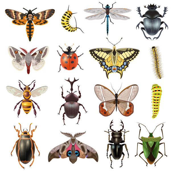 Insects Icons Set - Vector, Image