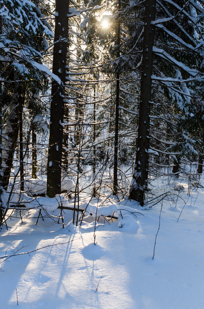 Foto des Winterwaldes. Bäume, die mit Schnee bedeckt sind. Winterlandschaft, strahlend sonniger Tag. - Foto, Bild