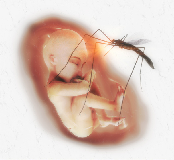 Foetus humain et moustique Zika
 - Photo, image