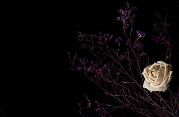 Zwiędły Biała Róża na ciemnym tle - Zdjęcie, obraz