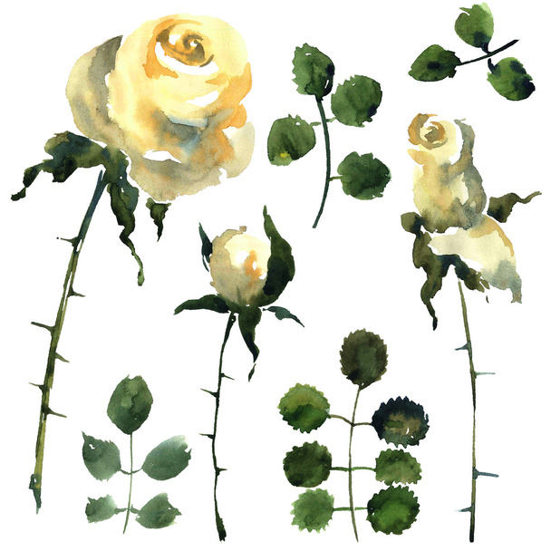 Conjunto de rosas. Ilustración de flores.. - Foto, Imagen