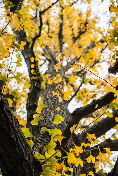 Under branch of yellow Ginkgo tree - Foto, imagen