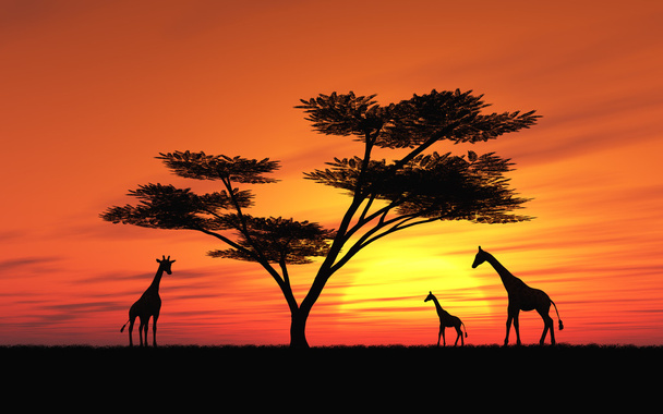 Африканский закат
 - Фото, изображение