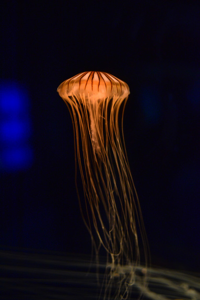 Помаранчева медуза з щупальцями на чорному тлі
 - Фото, зображення