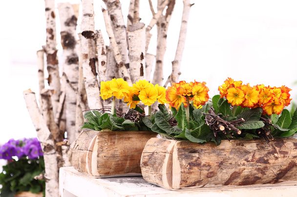 木製鍋、春の時間の概念に桜草 - 写真・画像
