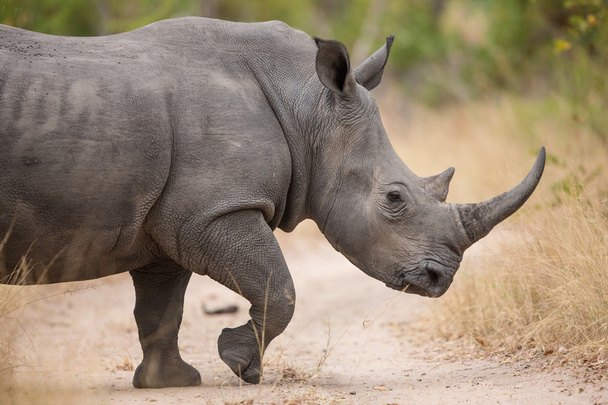 Один дорослий білий носоріг ходьба Південно-Африканська Республіка - Фото, зображення