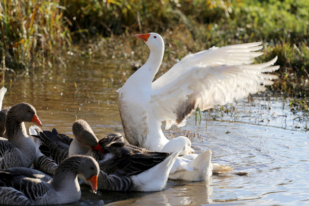 Rebanho de gansos nadando em uma lagoa pantanosa
 - Foto, Imagem