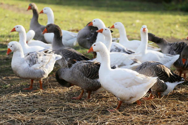 Joven gansos pastando en corral verano
 - Foto, Imagen