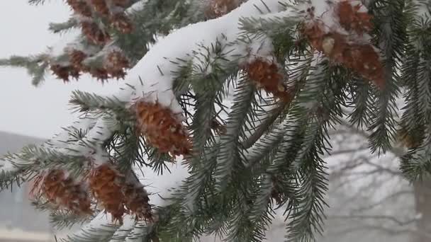 Smrk strom s mnoha kužely ve sněhové bouři. Šedá a bouřlivé zimní den - Záběry, video