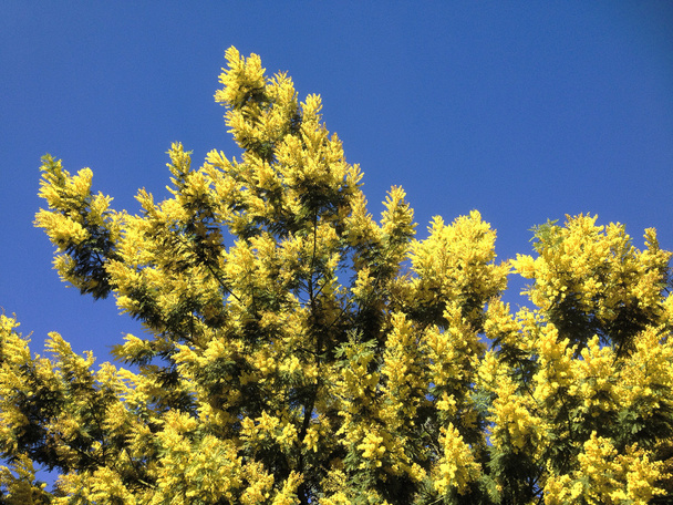 Желтая свежая мимоза
 - Фото, изображение